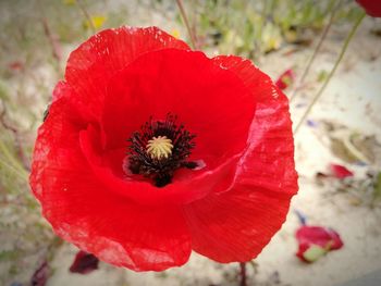 Close-up of red poppy