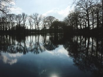 Reflection of trees in water