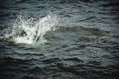 Waves splashing in sea