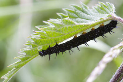 Close-up of insect on leaf