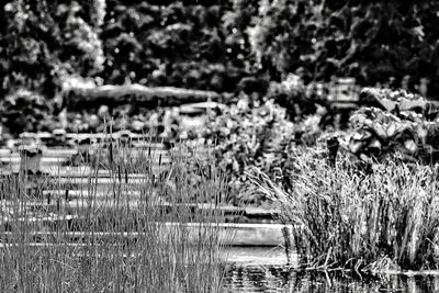 Plants growing on field by lake