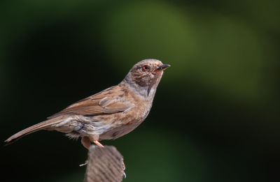 Close-up of bird perching on wood