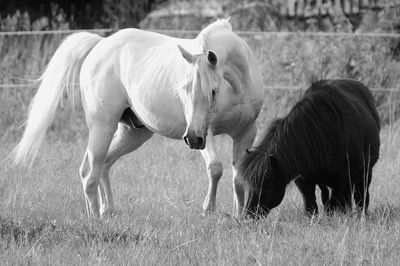 Horses on field