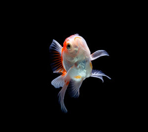 Close-up of fish underwater