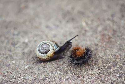 Helix pomatia, roman snail crowling outdoors in summer park