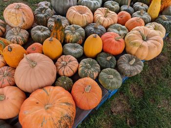 High angle view of pumpkins on field