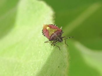 Close-up of insect on leaf