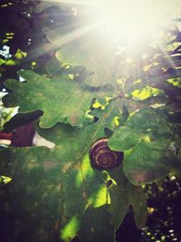 Sun shining through trees