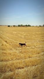 Dog walking on field against sky