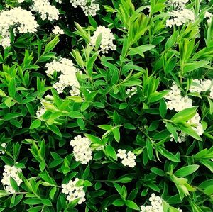 Full frame shot of white flowers