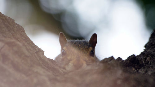 Close-up of a cat