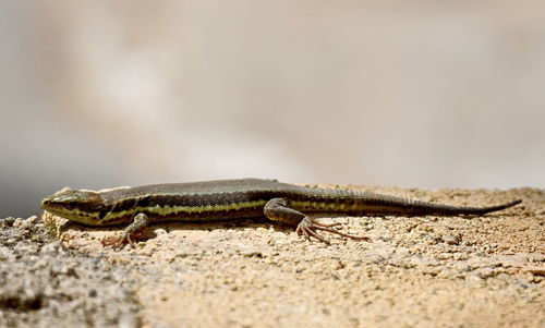 Close-up of lizard on land