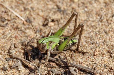 Close-up of grasshopper on land