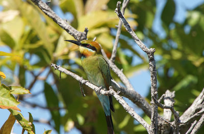 Close-up of bird perching on tree