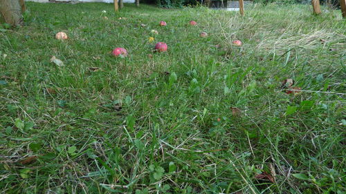 High angle view of flowering plants on field