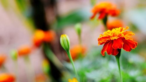 Close-up of flowers blooming outdoors