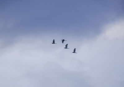 Low angle view of birds flying in sky