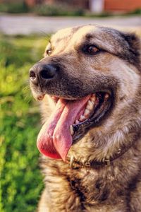 Close-up of dog sticking out tongue