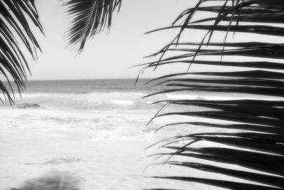 Close-up of palm tree on beach against clear sky