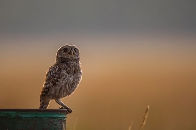 Close-up of bird perching on wooden post