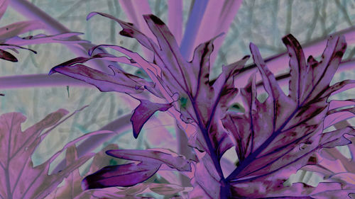 Close-up of purple flowering plant