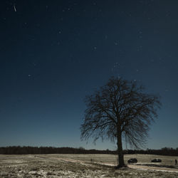 Bare tree on field against sky at night