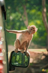 Monkey sitting on the car and looking like a spy