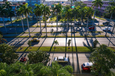 High angle view of palm trees by plants