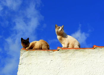 Low angle view of cats against the sky