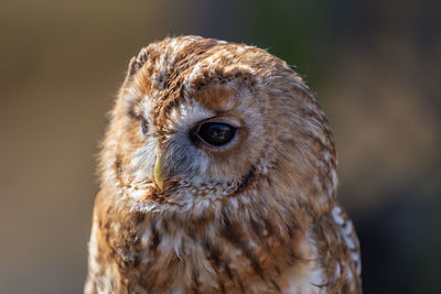 Close-up of owl looking away