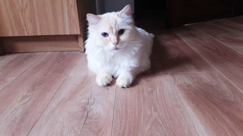 Close-up portrait of cat