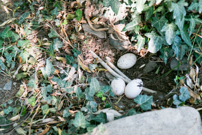 High angle view of bird on field