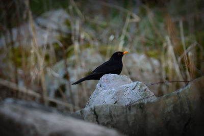 Bird perching on rock