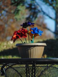 Close-up of flowers blooming outdoors