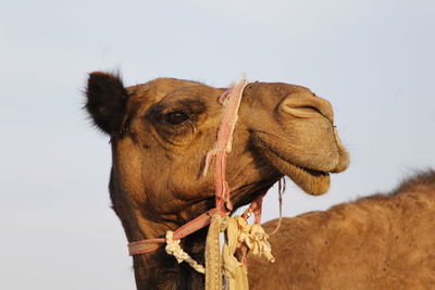 Low angle view of horse on desert against clear sky