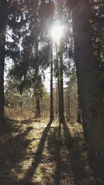 Sun shining through trees