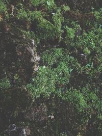 High angle view of trees in forest