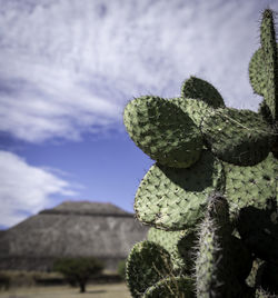 Close-up of cactus against sky