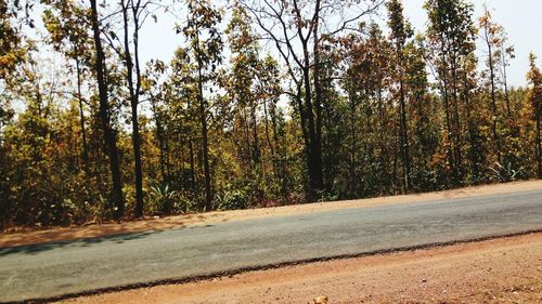 Road amidst trees in forest