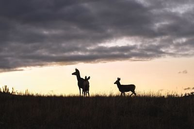 Silhouette stags standing on grassy field against cloudy sky