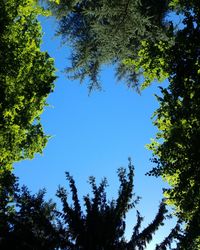 Low angle view of trees against clear sky