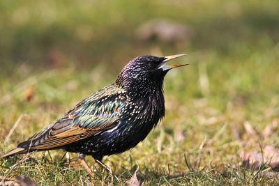 Close-up of young starling perching in grass on field singing with open beak at spring