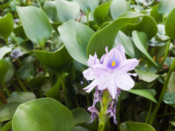 Close-up of purple flowering plant