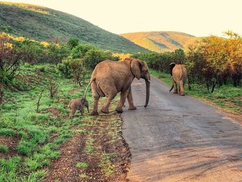 View of elephant walking on land