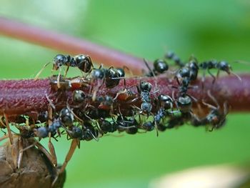 Close-up of ant