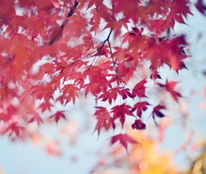 Close-up of maple tree during autumn