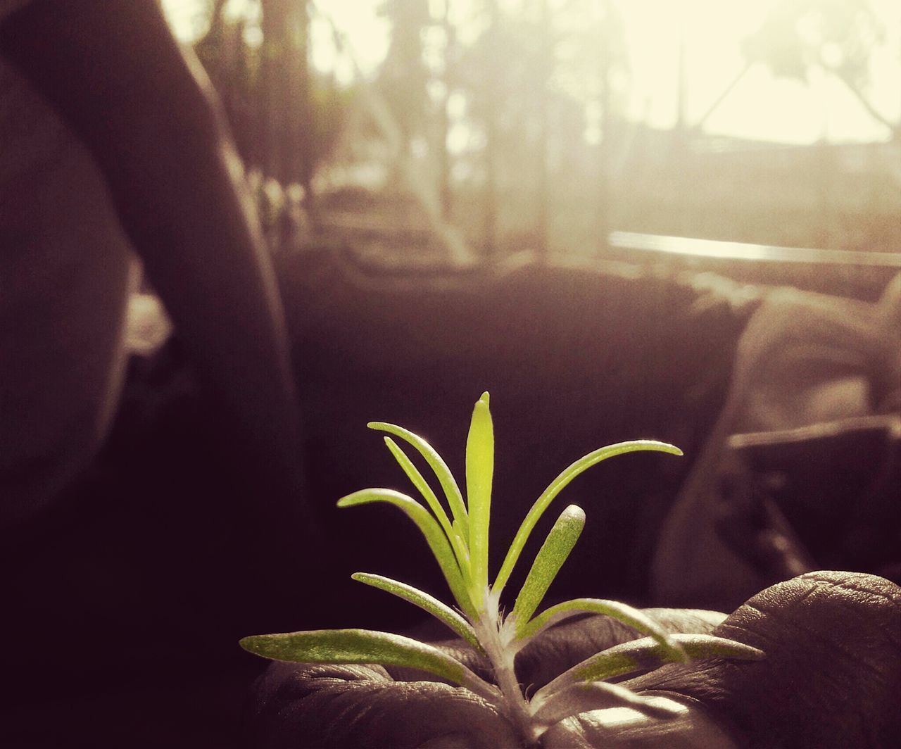 sunlight, close-up, person, part of, plant, sunbeam, growth, focus on foreground, lifestyles, leaf, indoors, nature, unrecognizable person, cropped, lens flare, leisure activity, sun