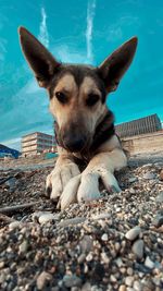 Portrait of dog relaxing on pebbles