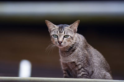 Portrait of cat sitting outdoors