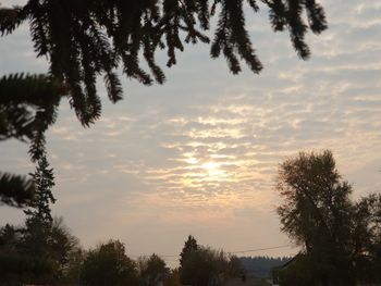 Low angle view of silhouette trees against sky during sunset
